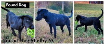 Found Dog Shelby NC